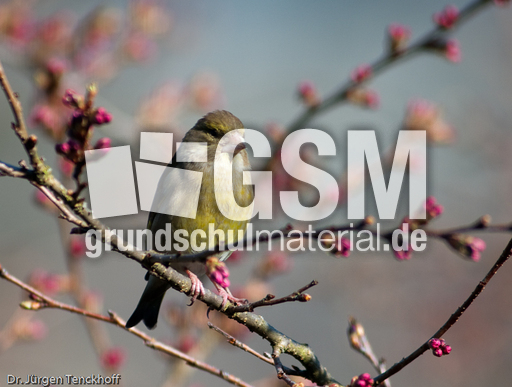 Grünfink (5 von 6).jpg